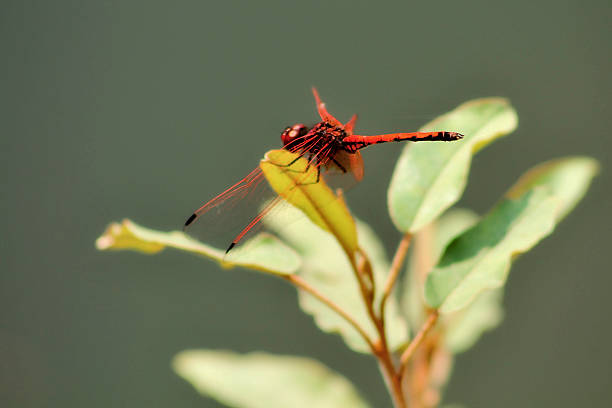 Vibrant red dragonfly perched on green plant stem with soft blurred natural background