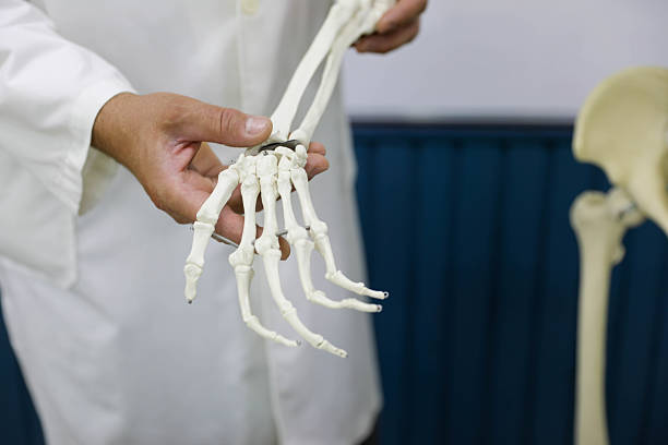 Doctor holding a human hand Model