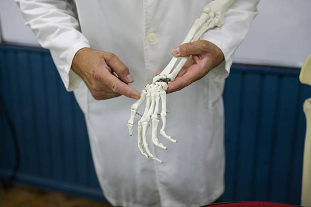 \nHuman wrist skeletal anatomy. Medically accurate 3D illustration 