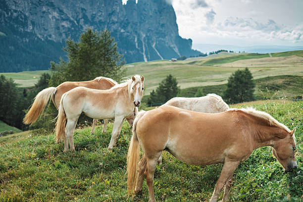 wild horses in italy south tyrol