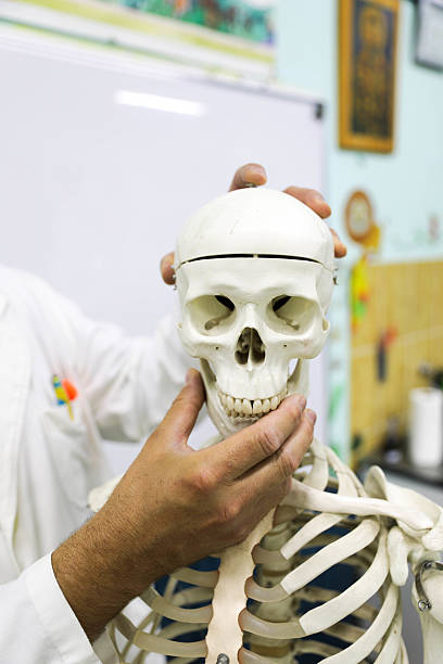 Senior Professor 50+ in a White Lab Coat and Glasses Gives a Lecture in a Classroom, Pointing to a Skeleton Model. The Scene Highlights His Expertise and Dedication to Teaching, As He Uses the Model to Illustrate Key Concepts in Anatomy or Biology. The Classroom Setting Emphasizes the Educational Environment and the Professor's Role in Sharing Knowledge.
