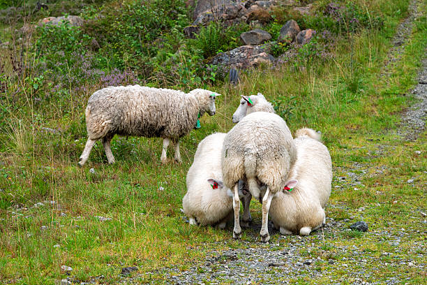 A group of four sheep feed on grass along a rocky path while another sheep observes them in a lush, green landscape.