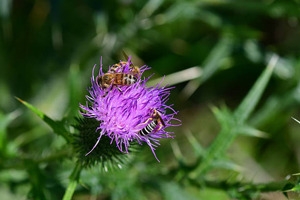 bees on flower of a thistle