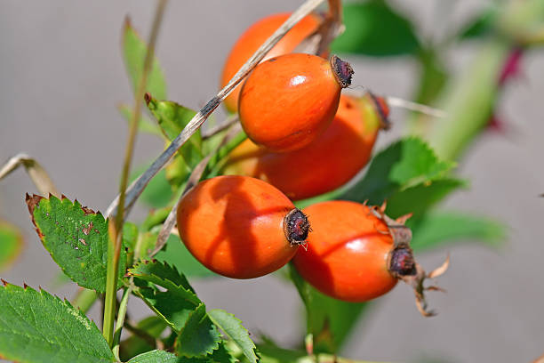 istock rose hips in late summer in Germany 2229722050