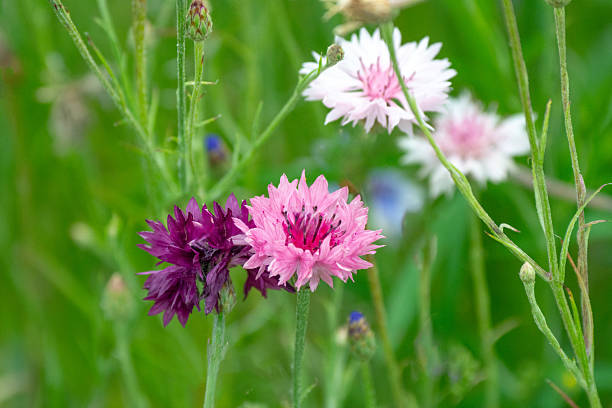 Wildflowers in bloom-Corn flower-Bachelor Button-Howard County, Indiana