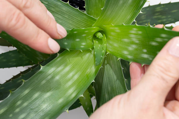 istock Exploring Aloe Vera Plant Care Techniques in a Home Setting 2229723846