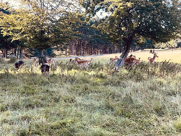 istock A tranquil moment with deer in the wild 2229727247