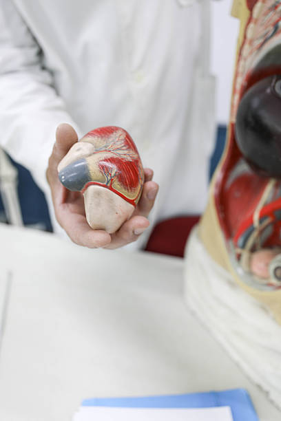 Senior Male Professor Wearing White Lab Coat Giving Anatomy Lecture In Classroom, Pointing At Human Torso Model To Show Internal Organs, With Educational Materials And Medical Equipment In The Background.