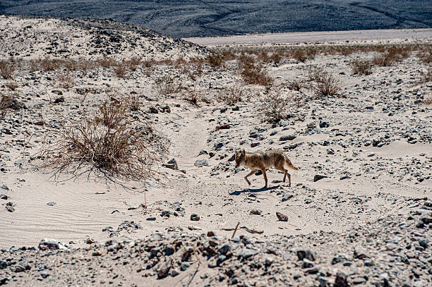 coyote walking on the road in Death Valley