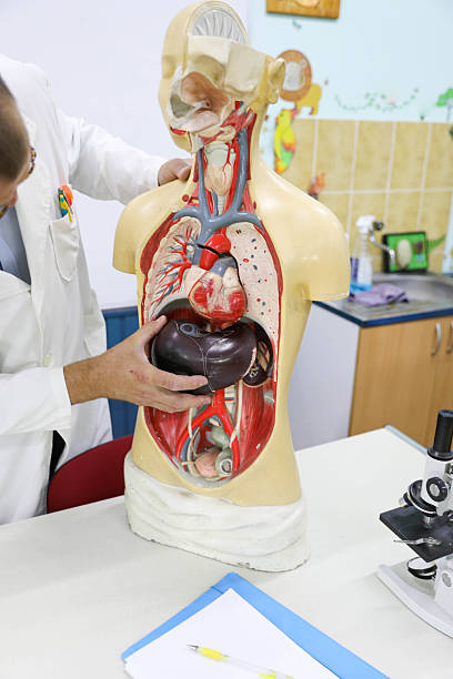 istock Senior Professor In White Coat Teaching Human Anatomy 2229731342