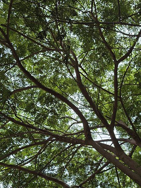istock Expansive Canopy of Lush Green Leaves and Branches from Below 2229732811