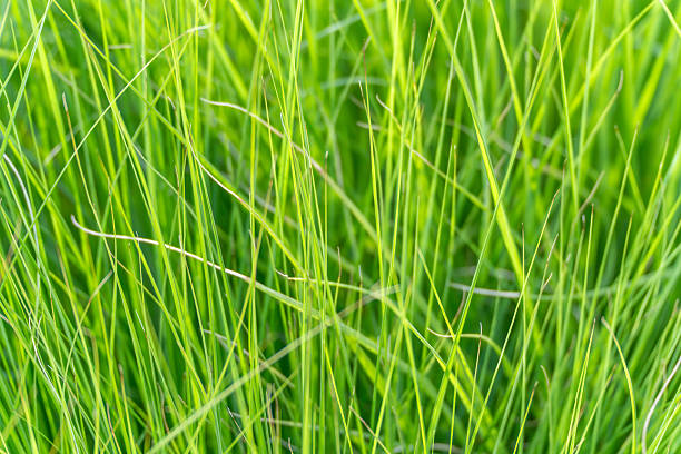 istock Close-up of green grass blades. 2229733713