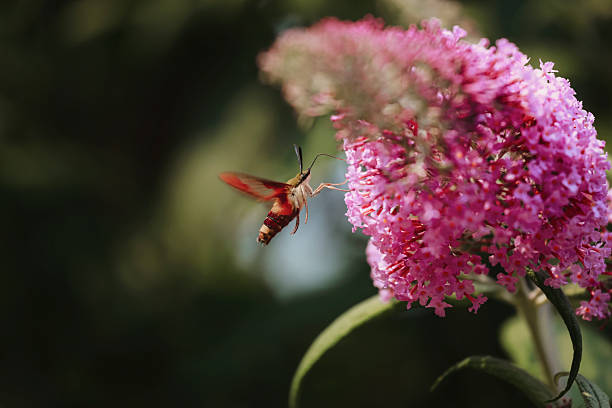 A tiny hummingbird moth, feeding on the flowers of a butterfly bush. Shot with a Canon 5D Mark IV.
