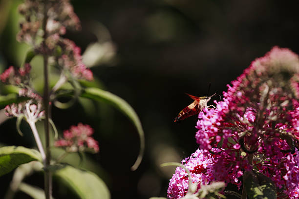 A tiny hummingbird moth, feeding on the flowers of a butterfly bush. Shot with a Canon 5D Mark IV.