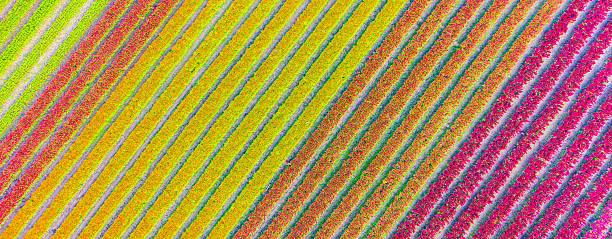 istock A beautiful, colorful flowerbed in a beautiful row 2229736641
