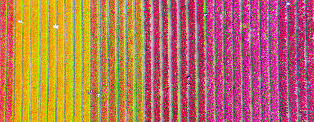 istock A beautiful, colorful flowerbed in a beautiful row 2229736642