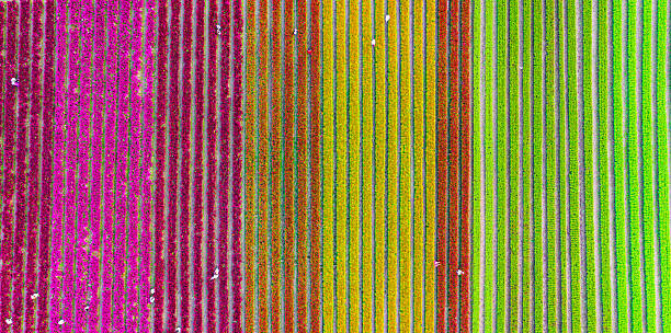 istock A beautiful, colorful flowerbed in a beautiful row 2229736882