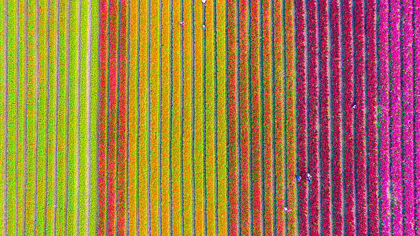 istock A beautiful, colorful flowerbed in a beautiful row 2229737439