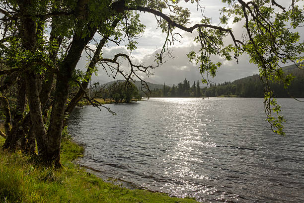 istock A lake with a tree in the background 2229737737