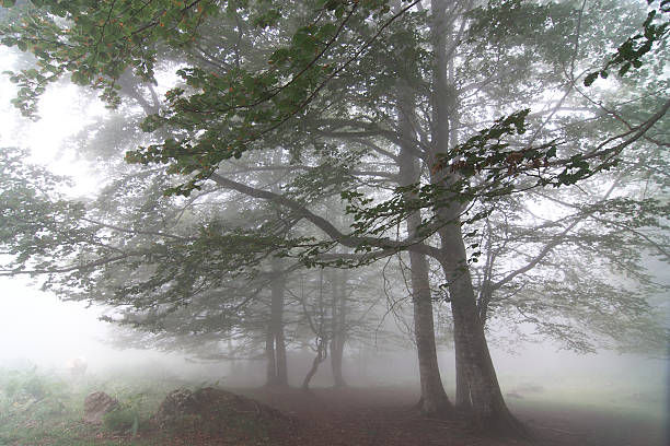 istock Fog is covering the forest with its mystical atmosphere 2229737827