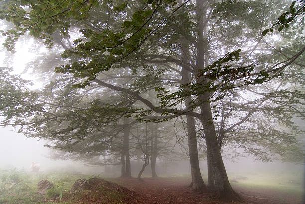 istock Fog entering the forest on a gloomy day 2229737830