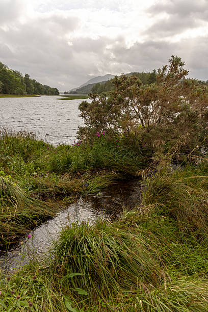 istock A body of water with a tree in the foreground 2229738064