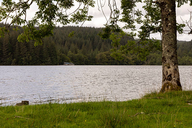 istock A lake with a tree in the background 2229738108