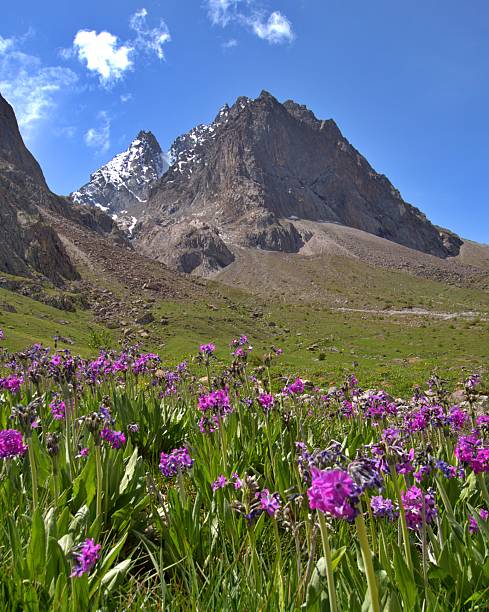 istock Purple WIld flowers 2229738274