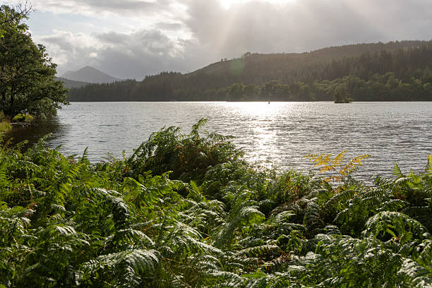 istock A lake with a forest on the shore 2229738488