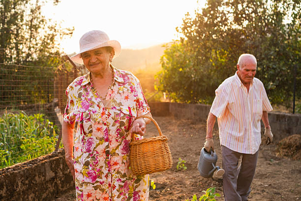 istock Mature gardeners cultivating vegetable patch during golden evening light, sharing quiet moment among growing produce 2229738490