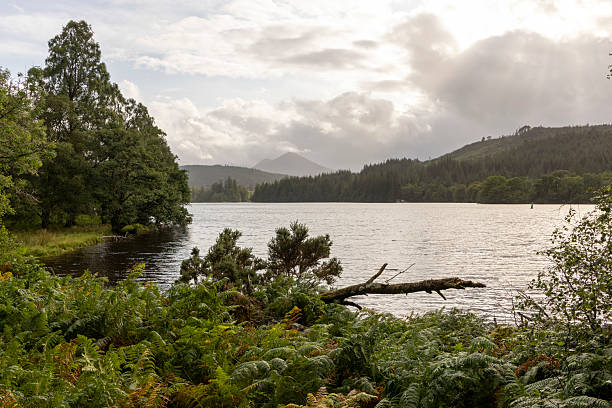 istock A lake with a tree in the foreground and a cloudy sky in the background 2229738518