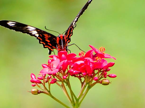 istock THE FRONT VIEW OF THE POLLINATOR 2229738542