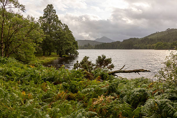 istock A lake with a tree in the foreground 2229738694