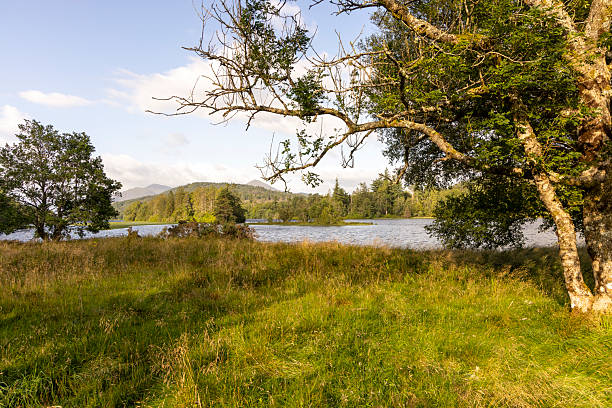 A beautiful, serene landscape with a lake and a tree. The sky is clear and the sun is shining, creating a peaceful atmosphere