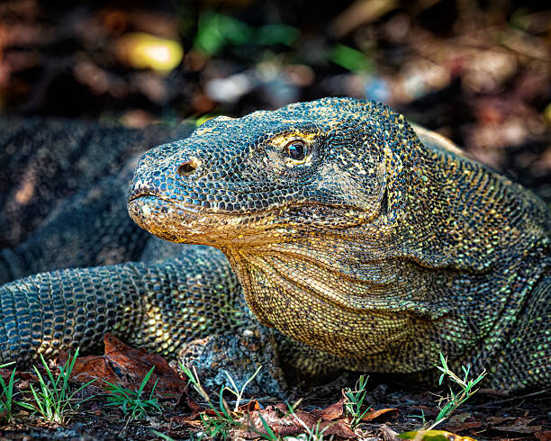 istock Close-Up of a Komodo Dragon 2229739481