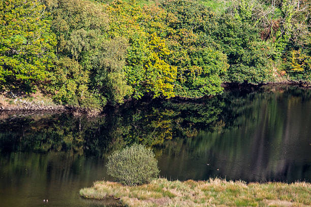 The ancient broadleaf forests, stating to turn colour in autumn, reflecting into the Rheidol river in Wales.