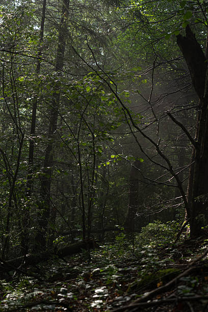 istock Sunlight filters through trees in a serene forest during early morning hours. Hiking in Carpathian Mountains. Ukraine 2229741507