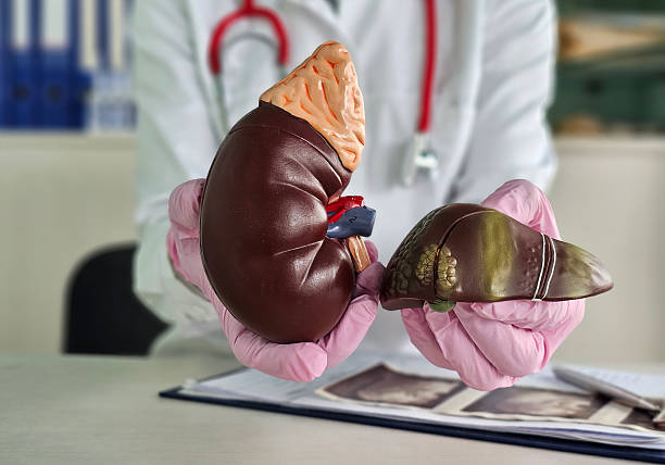 istock Anatomical models of a human kidney and liver concept 2229741833