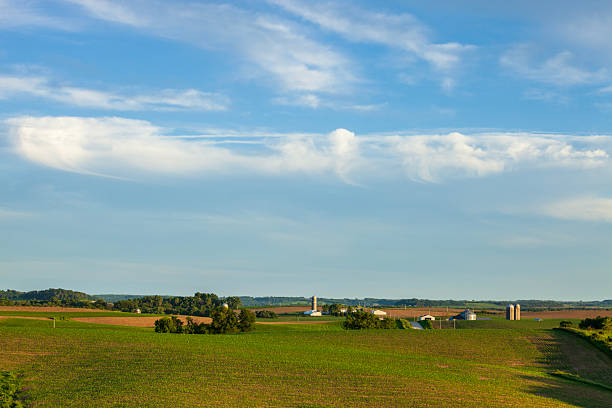 Farms and fields of young corn in northeast Iowa at sunset during spring