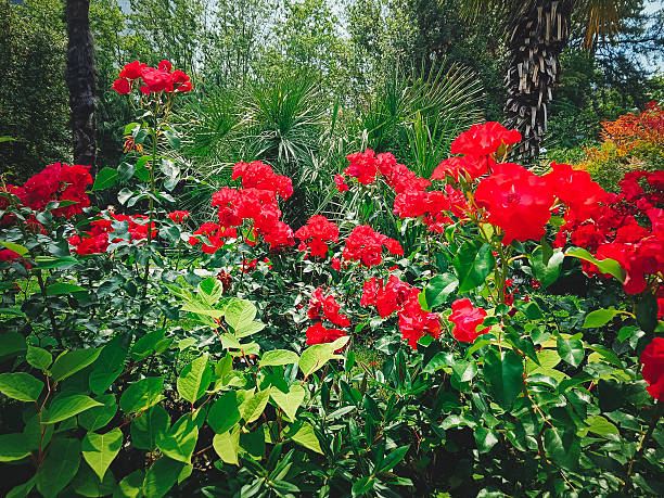 Blooming rose bushes in the city park.