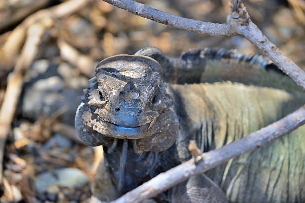 Rhinoceros iguana  a (Cyclura cornuta) a threatened species of lizard found on the Caribbean island of Hispaniola