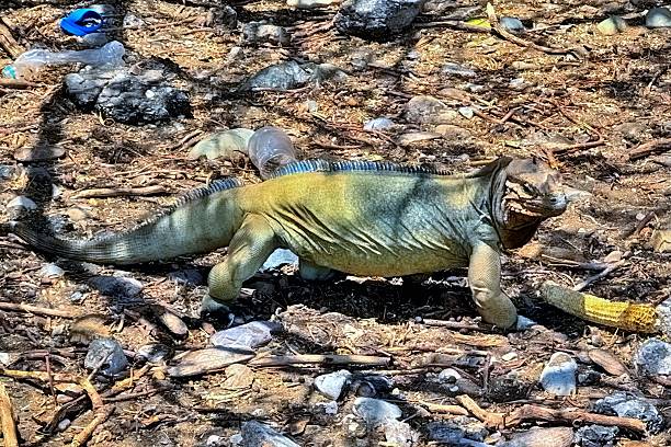 A colorful Rhinoceros iguana  (Cyclura cornuta) a threatened species of lizard found on the Caribbean island of Hispaniola eats from a corn cob