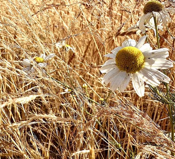 Close-up of chamomile flowers blooming in a ripe wheat field under warm summer light, evoking harvest and rural tranquility