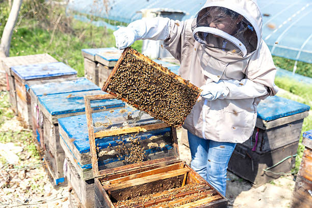 istock A person in a beekeeper's suit works at the apiary 2229746686