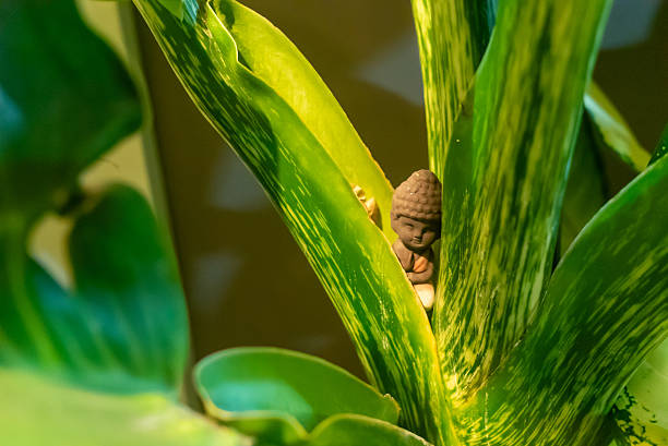 Pond,