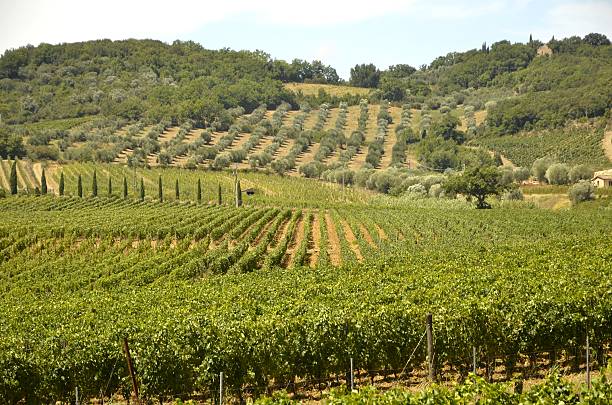 istock Vineyards and olive groves 2229747452