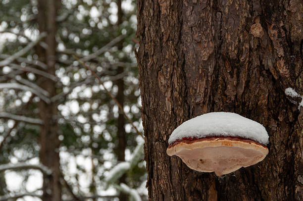A close-up of a bracket fungus growing on the side of a pine tree, with a smooth, white layer of snow covering its top surface.