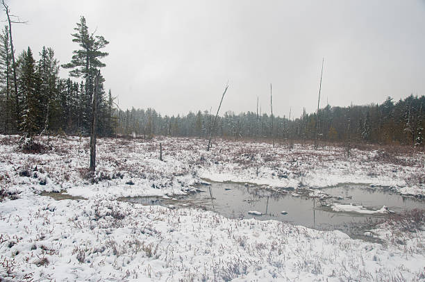 A snowy winter swamp in a remote Canadian wilderness