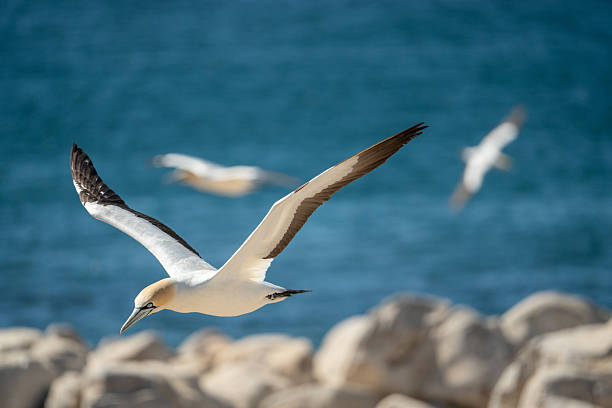 istock Birds on Bird Island 2229748871