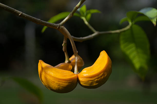 Milky Way Tree (Tabernaemontana litoralis a.k.a. Stemmadenia litoralis) fruits.